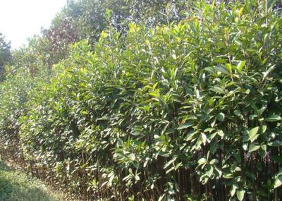 園林綠化公司 從創意設計到卓越施工的全方位服務