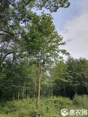 白玉蘭價格解析 從單株成本到園林綠化工程設計施工全攻略